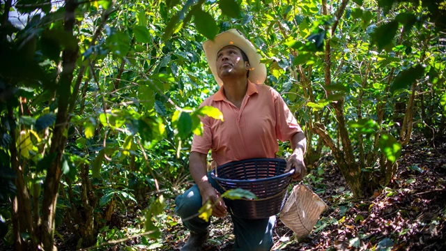 Organic Amokka Coffee from HueHuetenango, Guatemala
