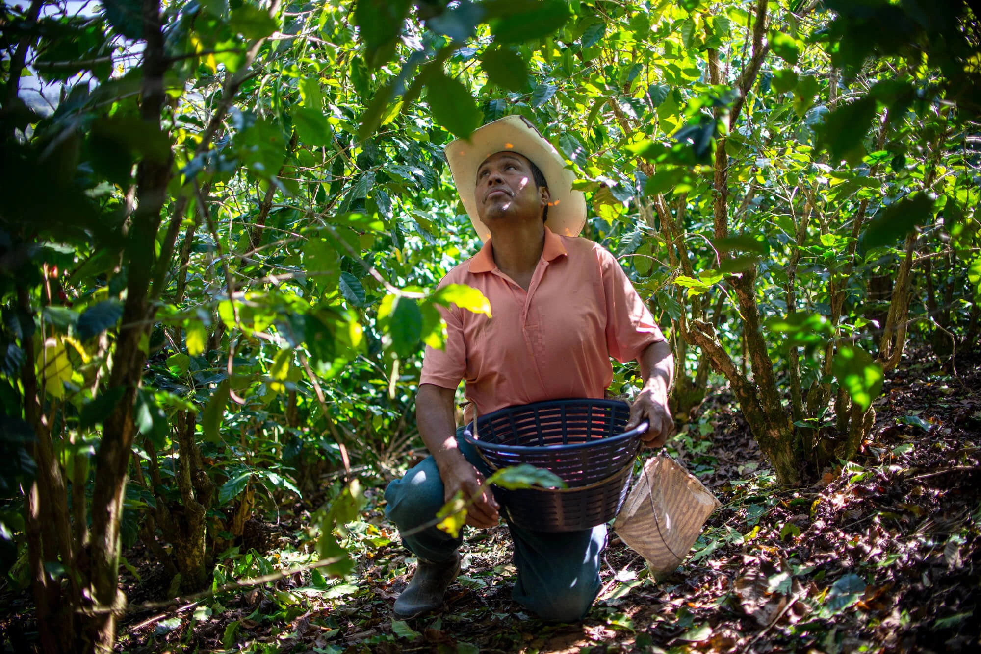 Organic Amokka Coffee from HueHuetenango, Guatemala