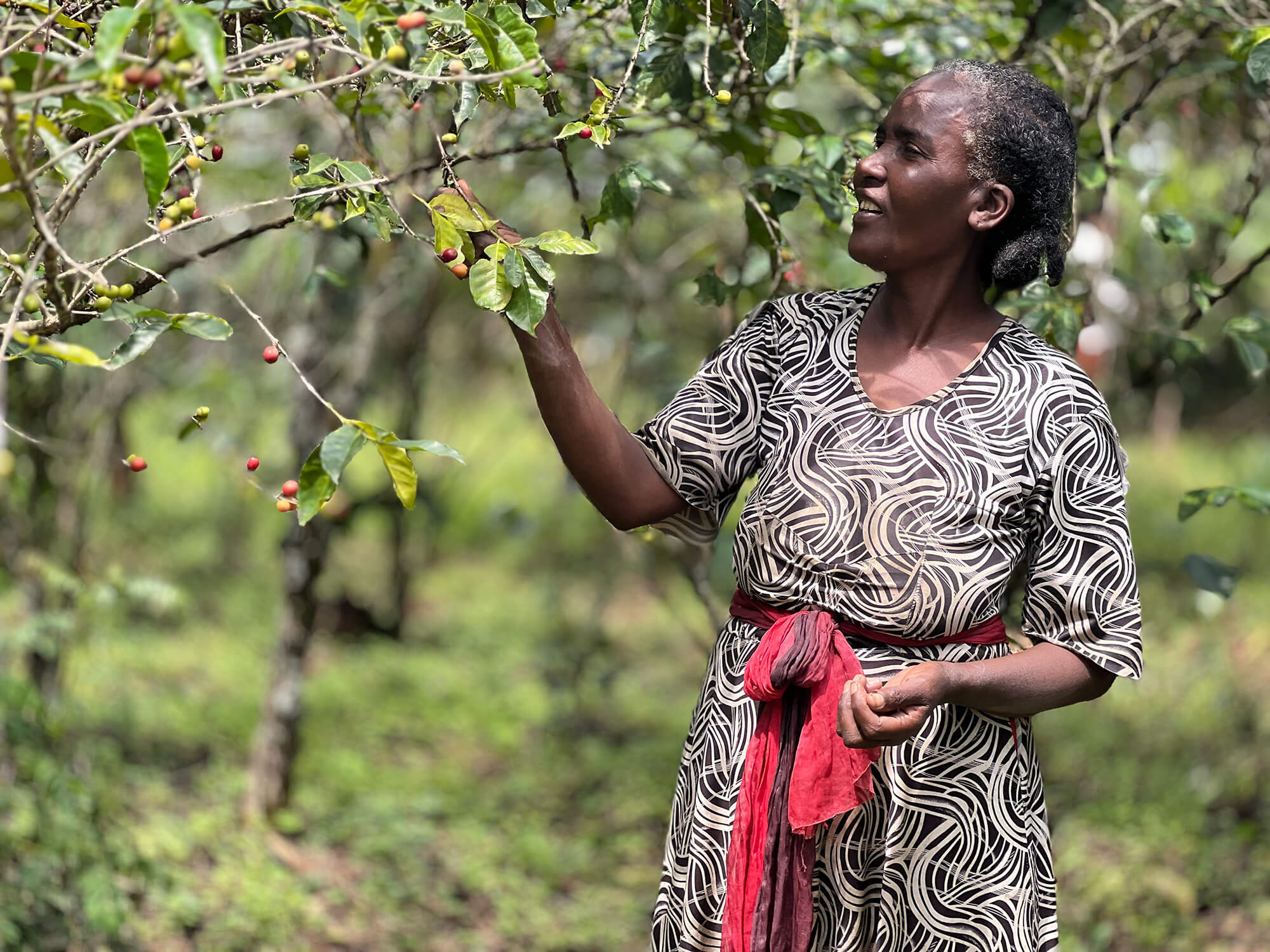 Handpicked Amokka® Coffee from Beshu, Ethiopia