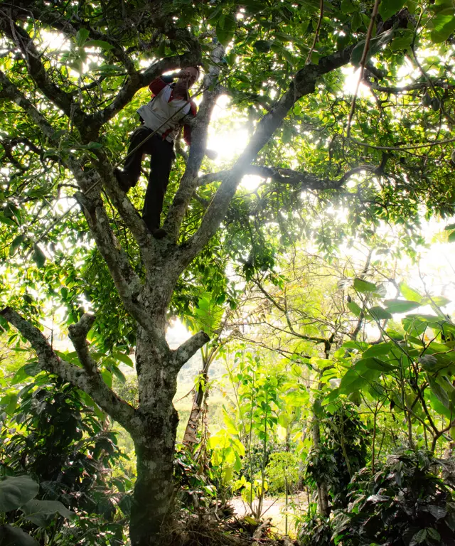 A big avocado tree with light rays between the branches